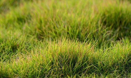 結縷草草坪草的經濟價值及其種植管理技術