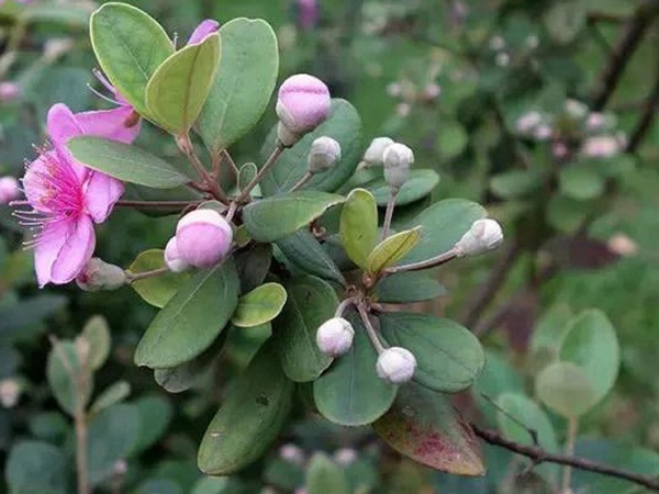 桃金娘的鑒賞與栽培養護