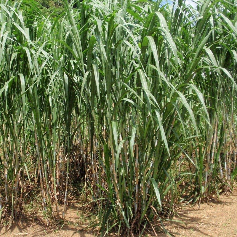 甜象草與皇竹草兩者有什么區別