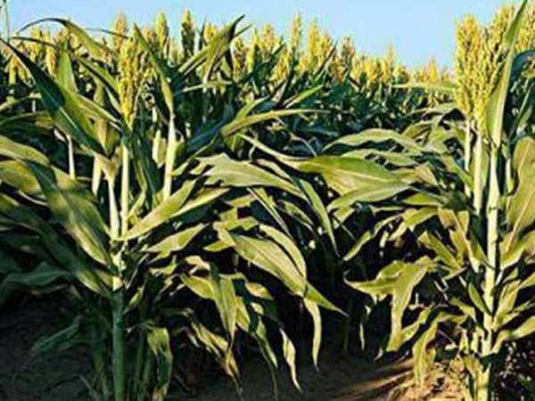 黑小麥批發(fā)價(jià)格多少錢一斤？黑小麥種植方法是什么？