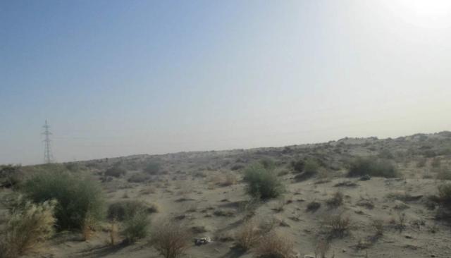 綠化草坪堿茅草的種植方法以及經(jīng)濟價值