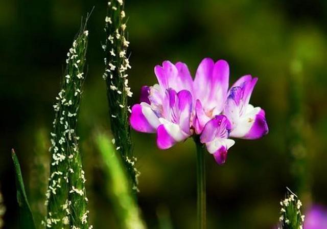 種植紫云英技巧方法，重視蟲害，要想產量高要注意的問題