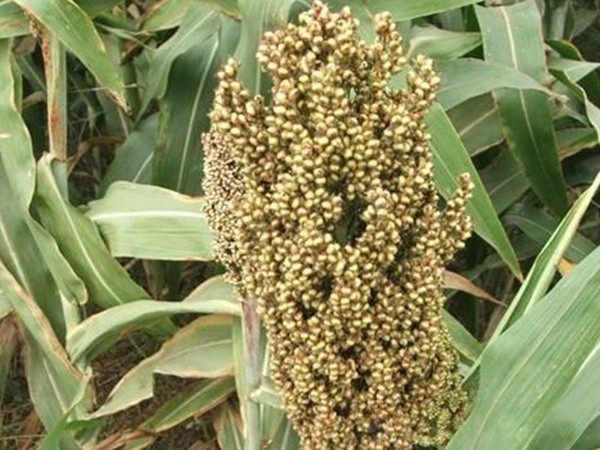 甜高粱簡單如何播種，播種方法是什么？