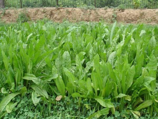 魯梅克斯牧草的優(yōu)缺點(diǎn)都有哪些？需要了解啥？