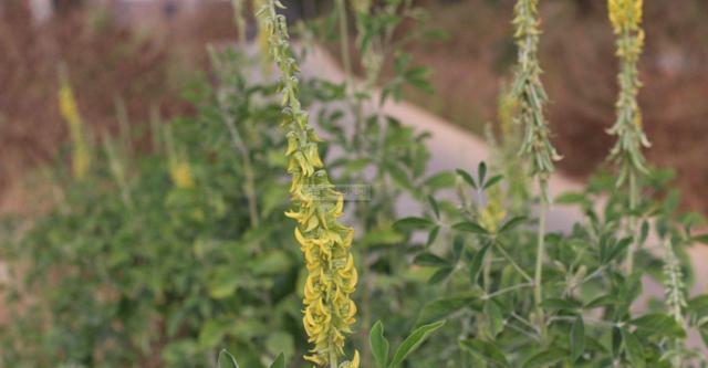 豬屎豆種植技術(shù)說明，什么時候種植最佳？