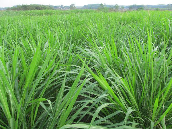 養殖戶注意了，土雞愛吃的八大牧草，有什么需要注意的？