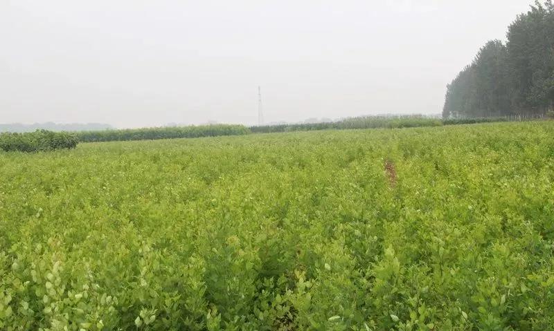 灌木種子—胡枝子基本介紹以及生態(tài)習(xí)性