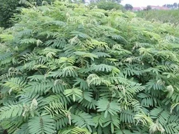 山毛豆的栽培技術以及播種前準備工作