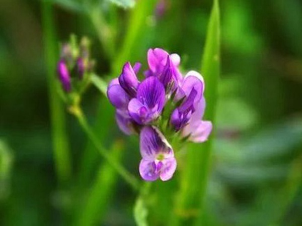 紫花苜蓿最佳種植時間是什么時候?   