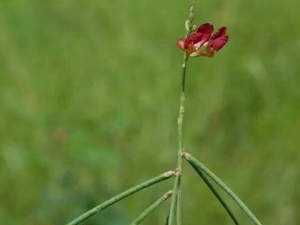 豆科植物——大翼豆栽培管理以及價值與利用
