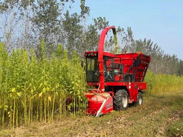 籽粒莧的飼用價(jià)值和種植方法管理技術(shù)