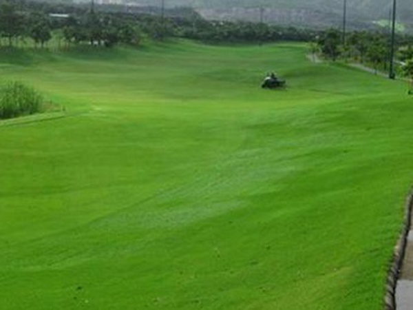 堿茅草種子多久能發芽，播種方法是什么？