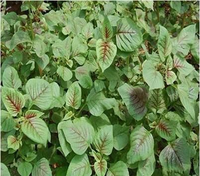 籽粒莧的飼用價(jià)值和種植方法管理技術(shù)