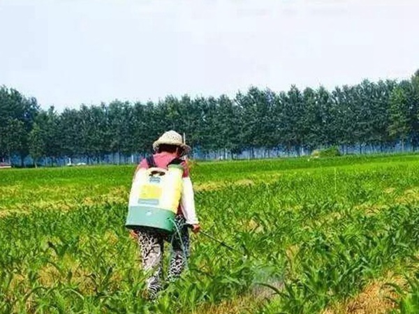 種植墨西哥玉米有這幾個要點，掌握好這幾個要點獲得高產(chǎn)量