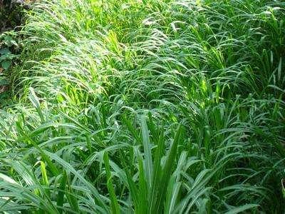 優(yōu)質的牧草——蘇丹草，怎么種植可以高產