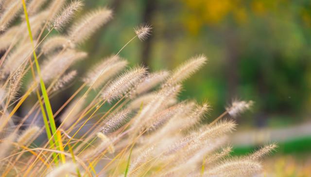 狼尾草的多種用途有哪些與種植方式