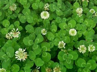 白三葉草栽培方法，這類牧草的栽種有哪些要求？