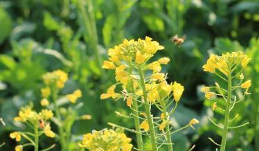 馬上進入秋播季應該如何挑選油菜籽？