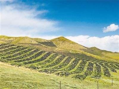 想要披堿草種子的發(fā)芽率高，有什么好的方法？