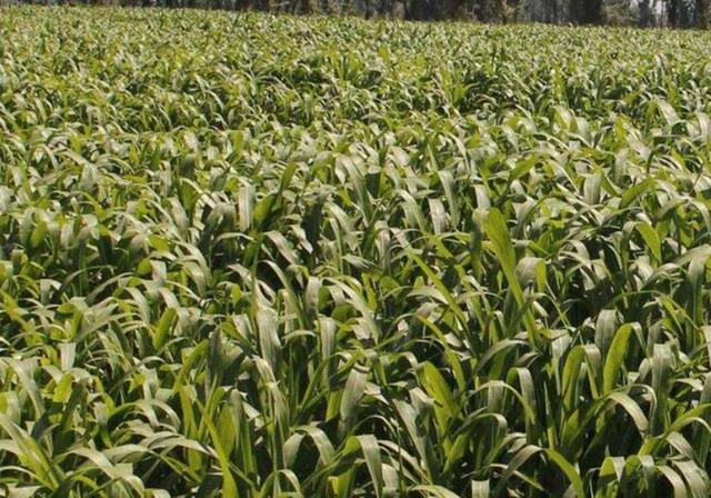 甜高粱栽培，田間管理方法有哪些