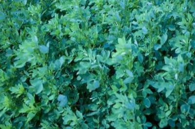 草木犀種植方法及特點(diǎn)介紹，什么時(shí)候種植比較好