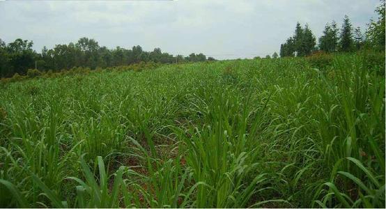 高丹草如何養(yǎng)殖，種植方法是什么？