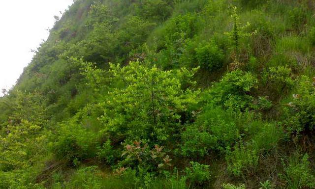 豬屎豆種植技術(shù)說明，什么時候種植最佳？