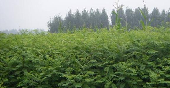 常見綠化護坡品種——紫穗槐經濟價值