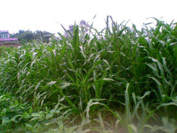 墨西哥玉米草哪些牧草種子養驢比較好？種植率比較高？