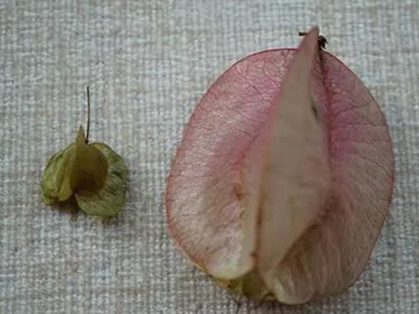 車桑子基本詳情介紹以及一車桑子的插花作品