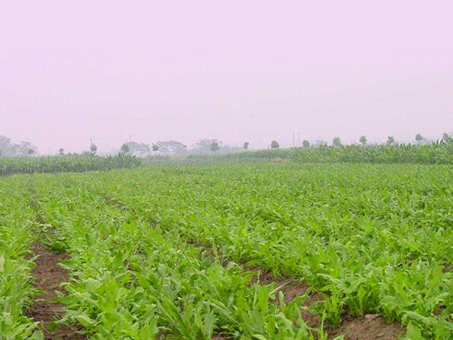 魯梅克斯的前景應用，主要特點是什么？