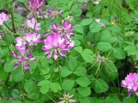 看著很好看的紫云英，紫云英基本介紹