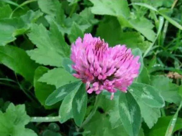 十種優質牧草及其栽培技術與方法