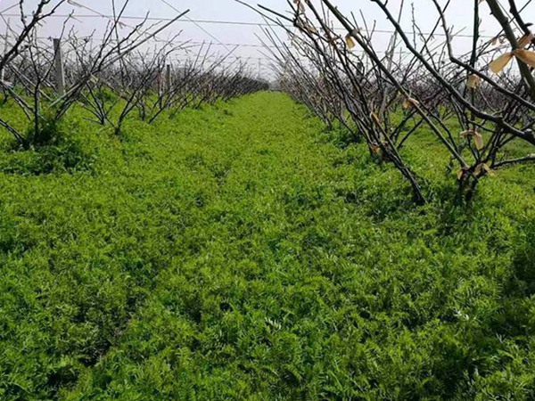 紫花苕種植技術與播種前處理方法