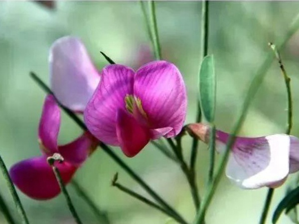 園林中發現美麗的你——花棒