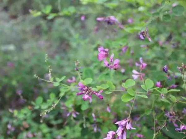 落葉灌木30——胡枝子生態習性