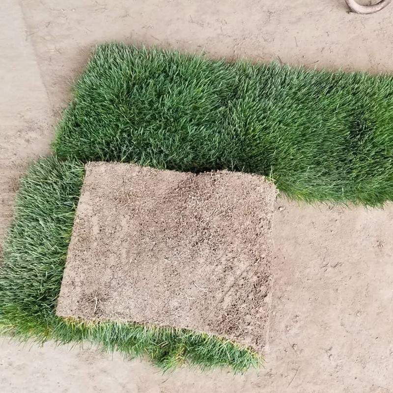 果嶺草果嶺草草坪種子種植技術和方法