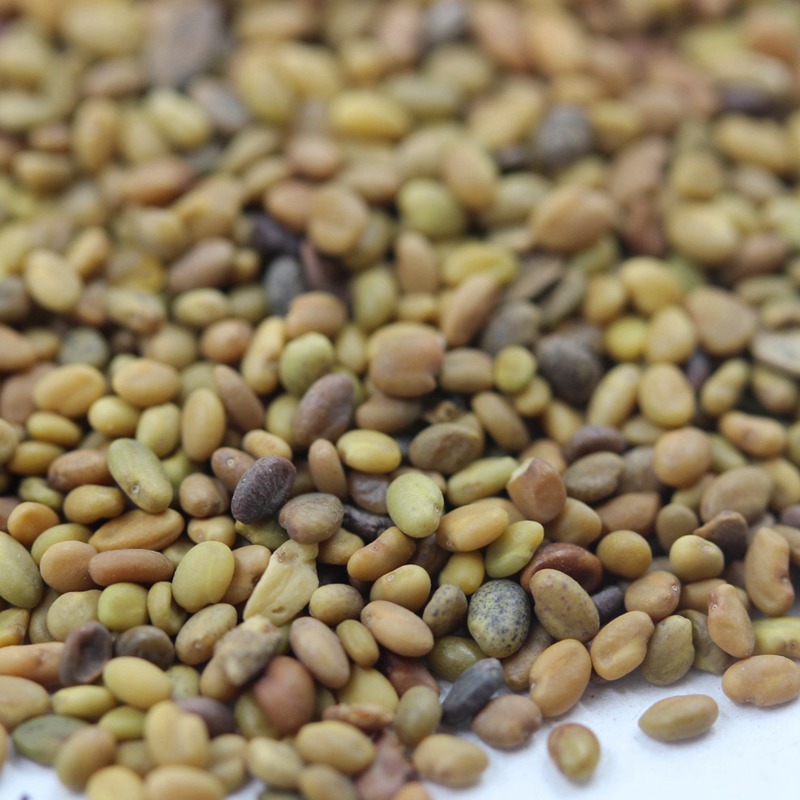 草木樨的種植技術(shù)及栽培方法