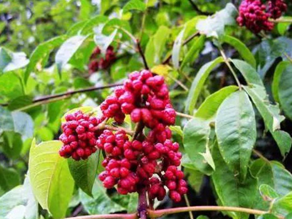 鹽膚木的種植栽培技術以及田間管理方法