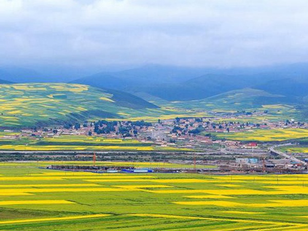 油菜種子品種繁多，去哪可以買到質量好的種子？