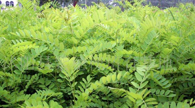 常見綠化護坡品種——紫穗槐經濟價值