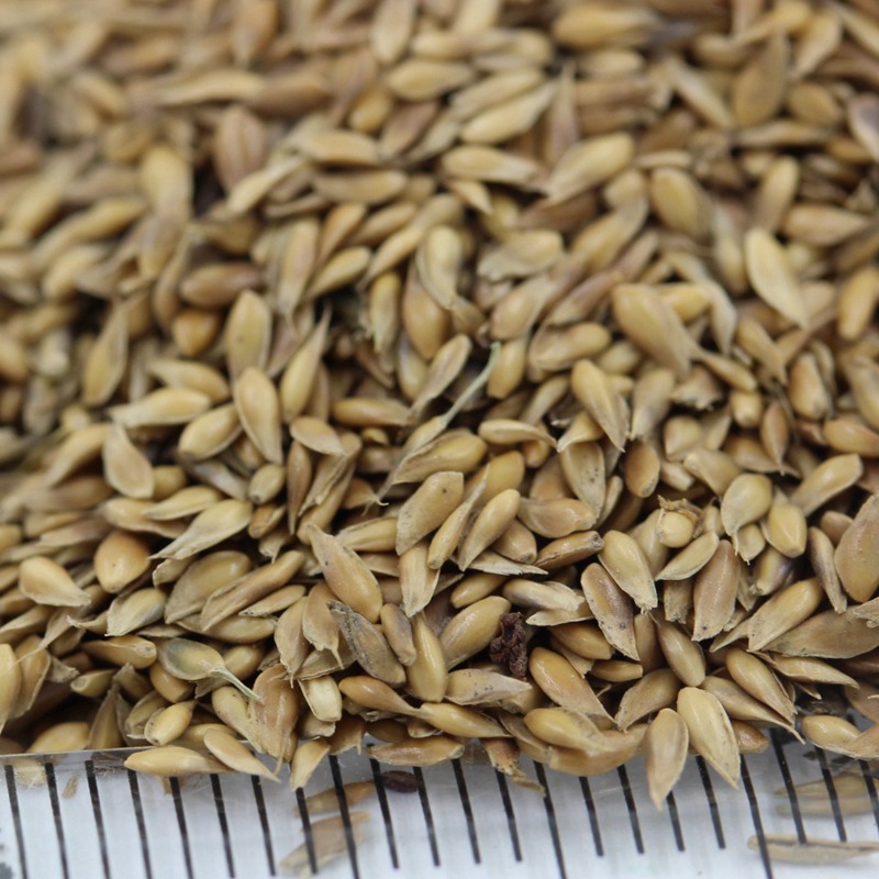 暖季型草坪種子—日本結縷草