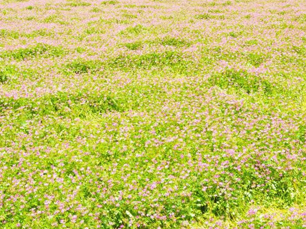 紫云英種植方法是什么？種植需要注意啥？