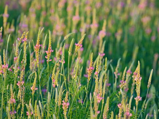 代替苜蓿的一種牧草！易養活，長的美，牲畜也愛吃
