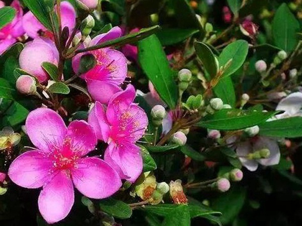 桃金娘的鑒賞與栽培養護