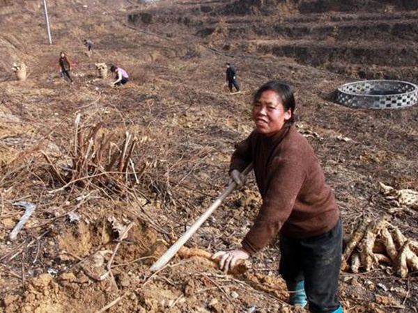 葛根扦插育苗種植的幾個步驟以及處理方法