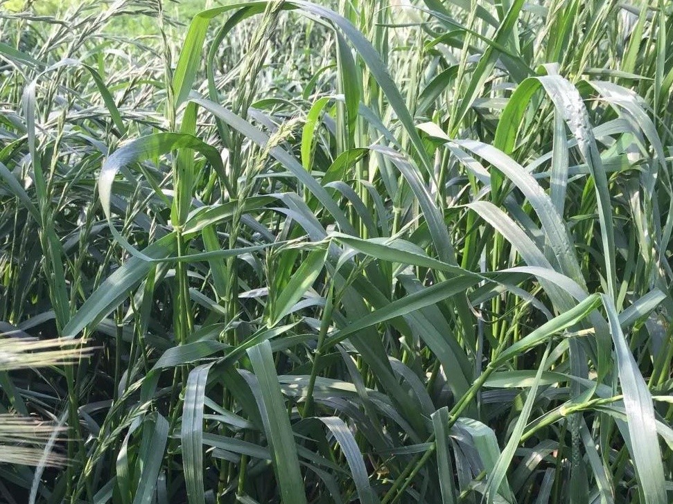 綠肥 - 光葉紫花苕生態特征以及栽培要點