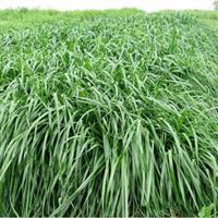 秋冬季節適合養殖種牧草嗎？種植什么牧草比較好？