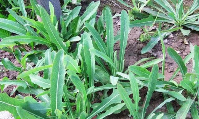 苦荬菜怎樣種植效果好？怎么種植可以高產量