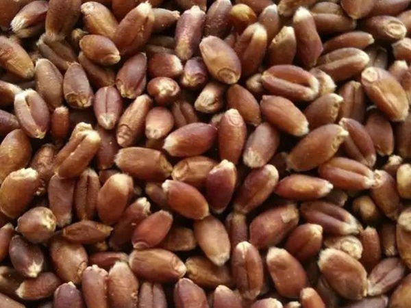 黑小麥牧草種子的經濟價值與作用